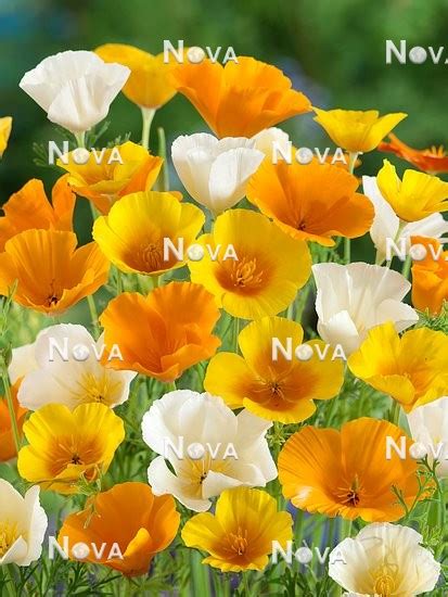 Eschscholzia Californica Mix