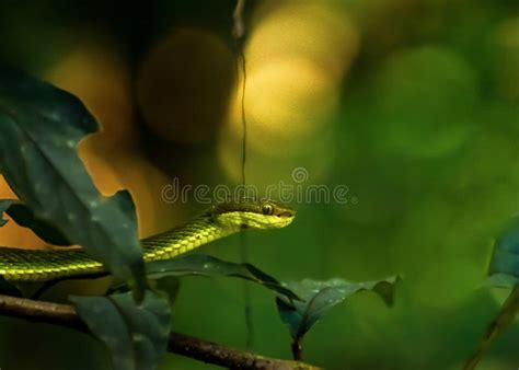 Trimeresurus Salazar, Also Known As Salazar& X27;s Pit Viper Stock ...