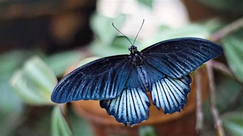 Increíbles Curiosidades Sobre Las Mariposas Que No Conocías Mascotario