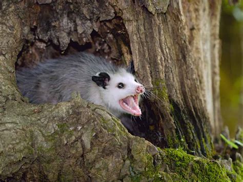 How To Get Rid Of Possums Fast Easy Guide