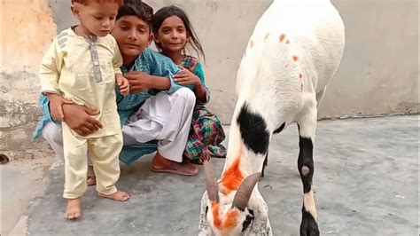 My First Vlog Bakra Qurbani Eid Hum Nay Bakra Lia Eid Ul Azha Ky Lye