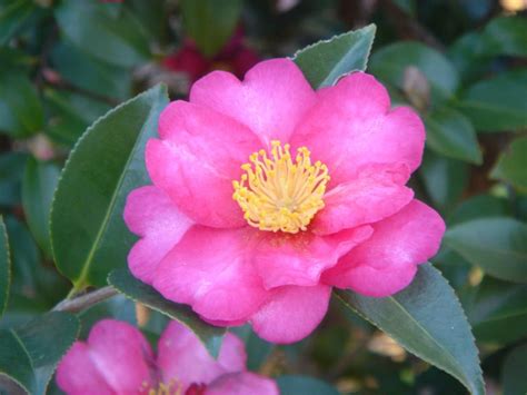 Flowering Shrubs And Bushes For Year Round Color Hgtv