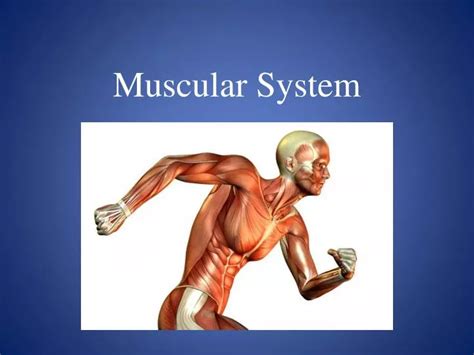 Ppt Muscular System Powerpoint Presentation Free Download Id2429291