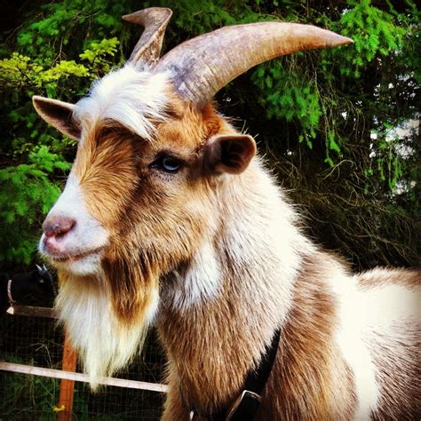 Billy The Billy Goat Cute Goats Goats Farm Animals