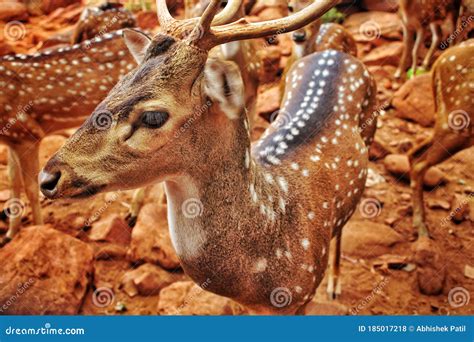 Indian Spotted Deer Stock Photo Image Of India Tirupati 185017218