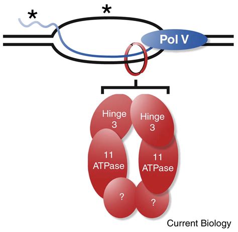 RNA Directed DNA Methylation Getting A Grip On Mechanism Current Biology