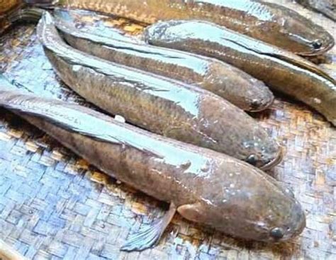 7 Manfaat Ikan Gabus Untuk Kesehatan Diantaranya Mempercepat Proses