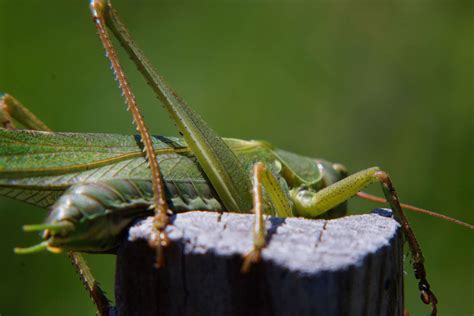 Free picture: grasshopper, green, locust, insect, wildlife, mantis ...