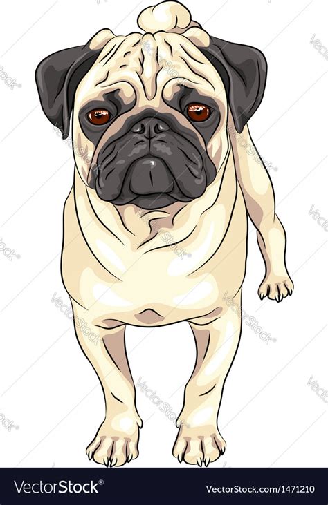 Pug Royalty Free Vector Image Vectorstock