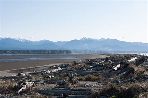 A Closer Shot Of Dried Wooden Trunks At Dungeness Spit Shore Olympic