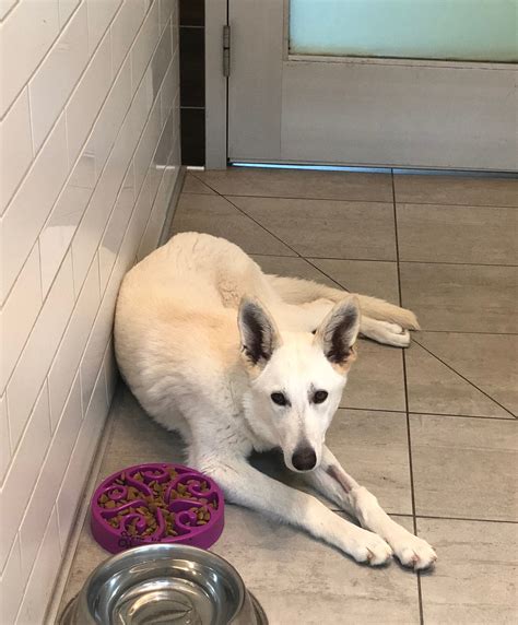 White Shepherd Lab Mix