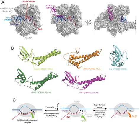 Biomolecules Free Full Text New Insights Into The Functions Of Transcription Factors That