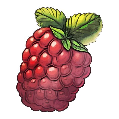 Premium Vector Raspberry Watercolor Vector Illustration