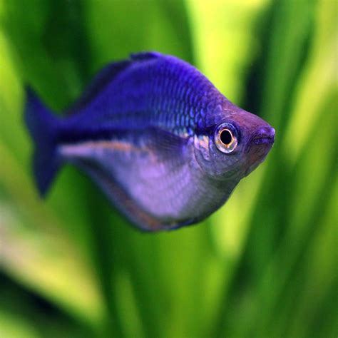 Melanotaenia Lacustris Blue Rainbow Fish Pic Taken In My Flickr