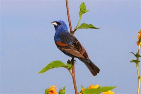 Picogordo Azul AVES DE COYOTEPEC INaturalist Mexico