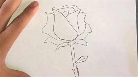 Como Dibujar Una Rosa Rapido Y Facil Youtube