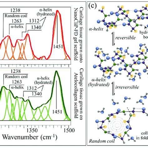 Deconvoluted Spectra In The Amide Iii Wavenumber Region Are Shown For