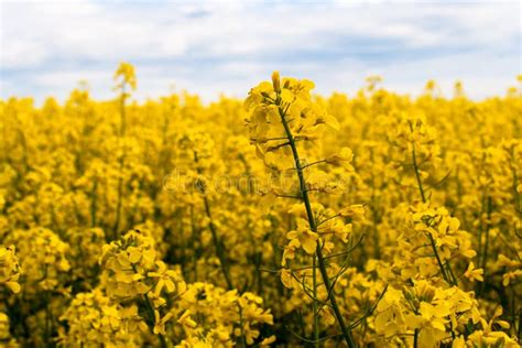 A Closeup Photo Of A Rapeseed Flower Stock Image Image Of Landscape