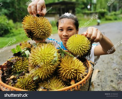 907 Jungle Durian Images, Stock Photos & Vectors | Shutterstock