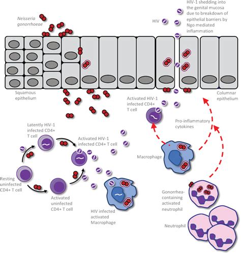 Intimate Relations Molecular And Immunologic Interactions Between Neisseria Gonorrhoeae And Hiv