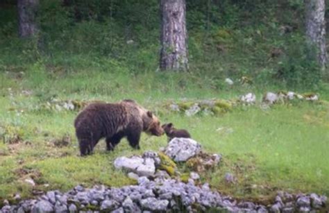 L Orsa Amarena Con I Suoi Cuccioli E La Foto Ricordo Basta Infastidire