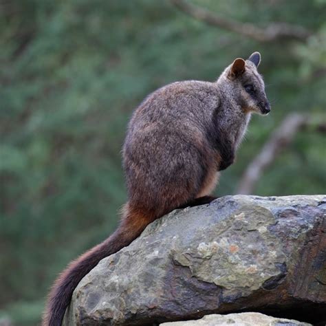 Aussie Ark On Instagram One Of Australias Most Iconic Threatened