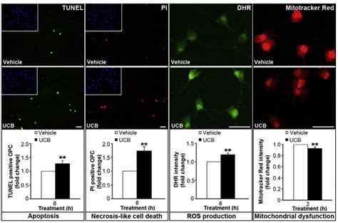 Opcs Proliferation Assay Creative Bioarray Cellassay