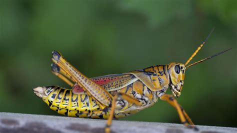 Crickets Vs Grasshoppers 9 Ways To Spot The Difference Garden Wisper