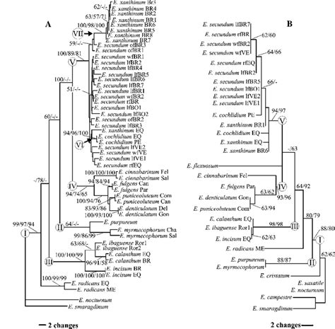 One Of The Most Parsimonious Trees Based On The Dollo Parsimony Download Scientific Diagram