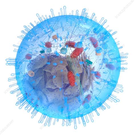 Illustration Of A Human Cell Stock Image F0236116 Science Photo