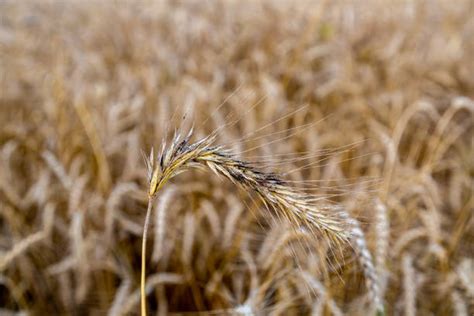 30+ Ergot Of Rye Stock Photos, Pictures & Royalty-Free Images - iStock