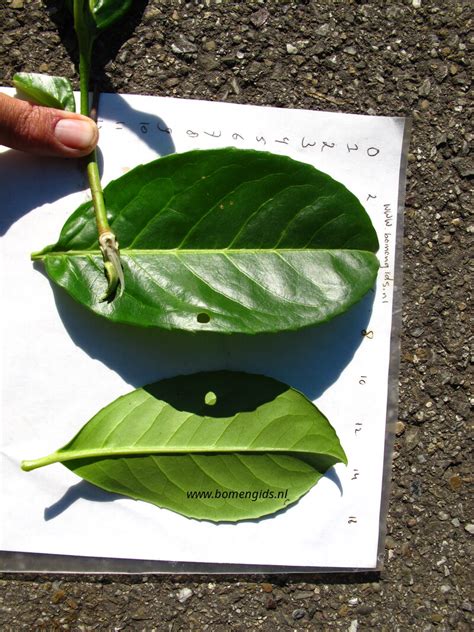 European Treeguide Bomengids Nl Featuring Laurierkers Cherry Laurel