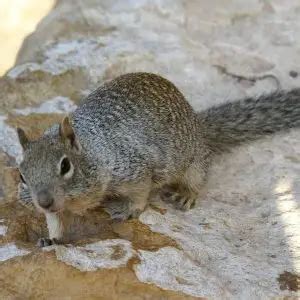 Rock Squirrel - Facts, Diet, Habitat & Pictures on Animalia.bio