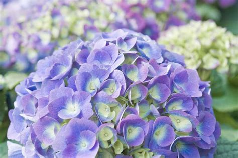 Hydrangea Macrophylla Endless Summer BloomStruck