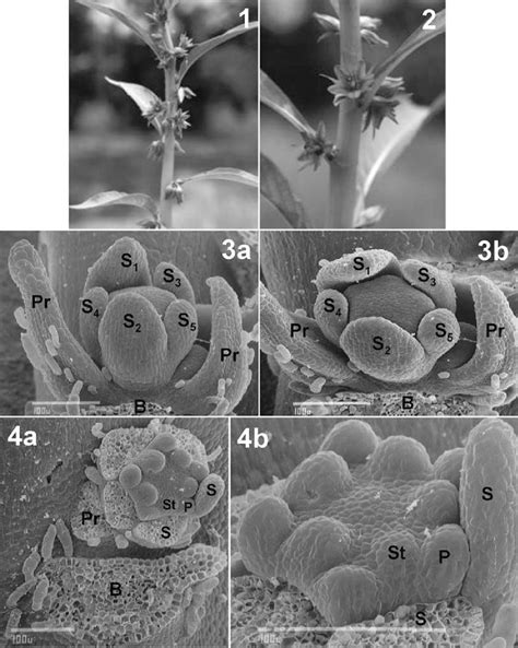 Hydrolea palustris. 1-2, Part of inflorescence. 3 Floral primordium ...