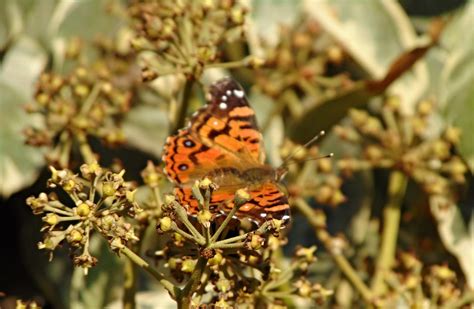 LIBERTAD Paloma Fuentes Flickr