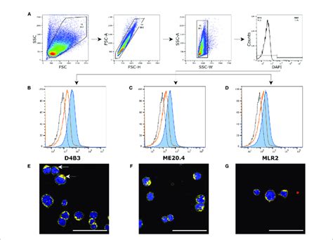 Immunofluorescence And Flow Cytometry Of PMDC05 Cells A