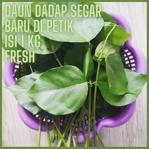 Jual Daun Dadap Serep Hijau Baru Di Petik Ketika Orderan Masuk Isi 1 Kg