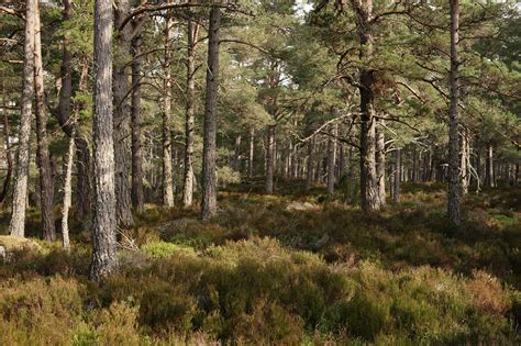 Classic Wildlife Sites Abernethy Forest British Wildlife