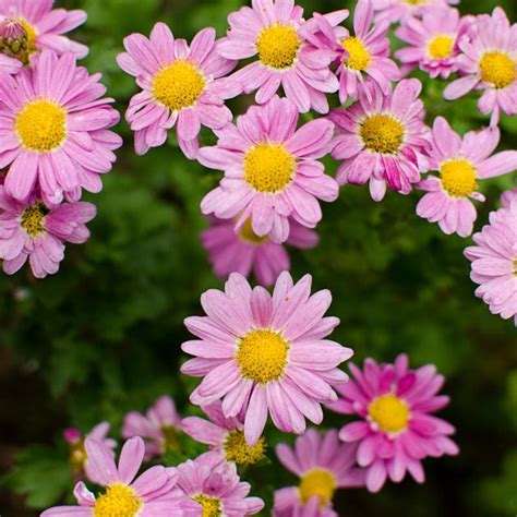 Flower Seeds Chrysanthemum