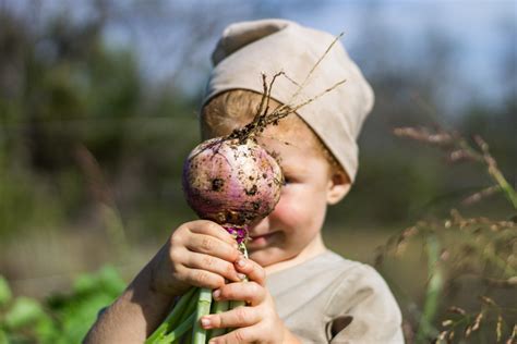 The First Turnip Harvest | Nourishing Days