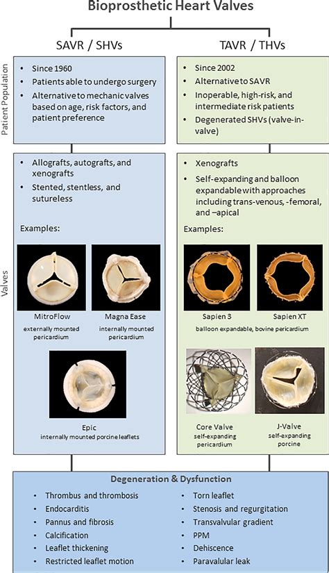 Mechanical Vs Biological Valve At Raymond Edna Blog