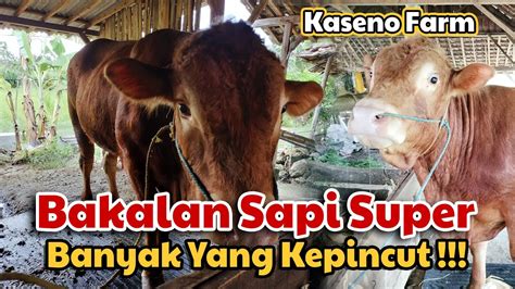 BAKALAN SAPI SUPER KASENO FARM LAMONGAN JAWA TIMUR YouTube