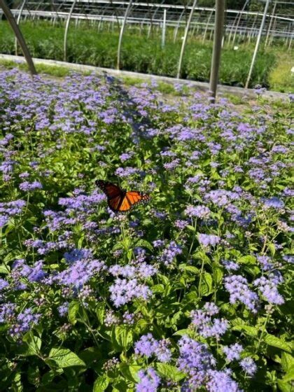 Eupatorium Coelestinum Blue Mistflower Long Island Natives