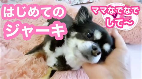 杏ちゃん あまあま マッサージ🐶〜初めてのジャーキー🍖【親バカ動画】 Youtube