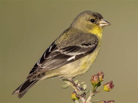 Lesser Goldfinch Nestwatch