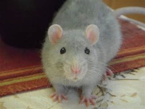 Fancy Rat Varieties: Fur Color, Eye Color, Coat Type, and Markings ...