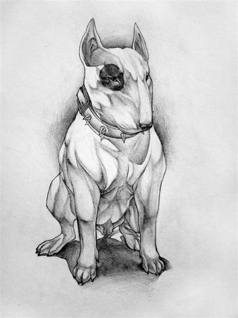 English Bull Terrier Sketch At Explore Collection