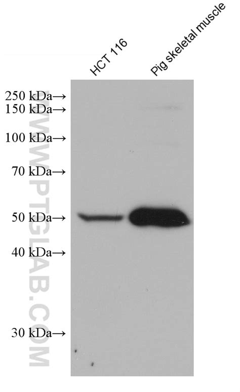 Trim Antibody Ig Proteintech