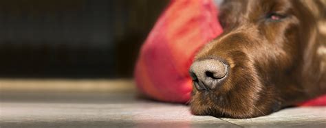 What Causes A Dogs Nose To Bleed